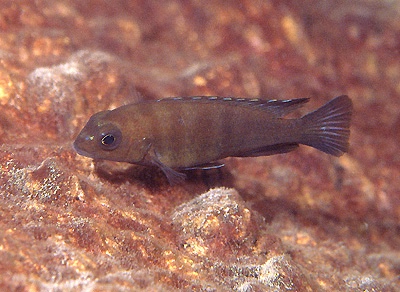 Tropheops biriwira 'Otter Point'